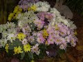 Festa das Flores