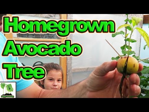 video-linktoworks-How To Grow Avocado From Seed.