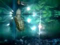 MOYO LA TORTUGA (O Y F) MOYO LA TORTUGA (O Y F)