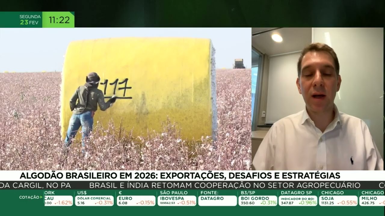 Algodão brasileiro em 2026: Exportações, desafios e estratégias