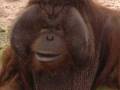 All About Orangutans