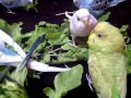 TheBudgieBirds - My Budgies Eating&Fighting