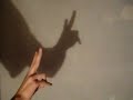 animalitos en sombras jajaj