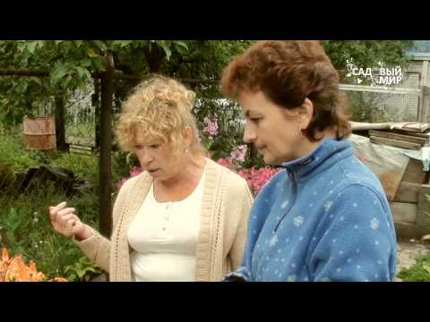 YouTube Трейлер