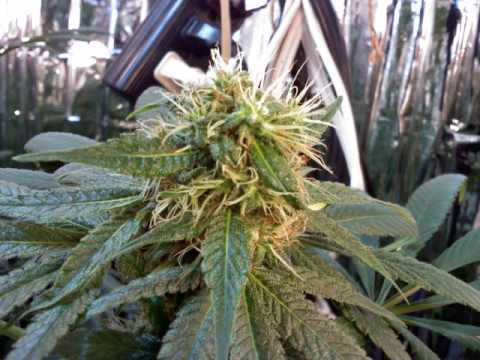 veg - This is my first ever attempt at a indoor cfl marijuana grow and im happy to say it turned out great! So Fuck the haterz I got 6 female out of 9 and they all...