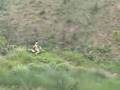 Dirt-Bike
