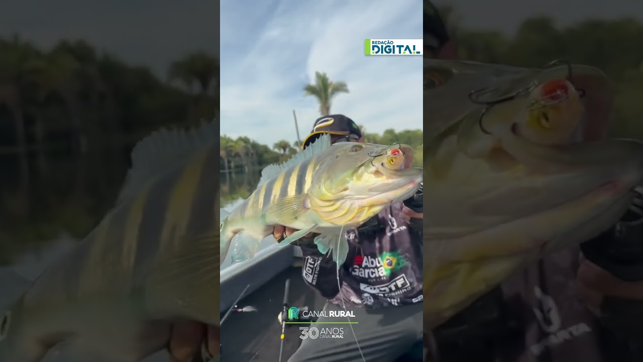 Tucunaré gigante impressiona pescador