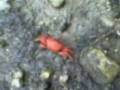 videos de THE RED CRAB OF GAKOB