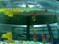 sea monkeys of kowabunga