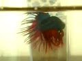 My First Betta in US