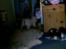 Lucky mein hund spielt mit einem Ball