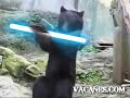 Nom d'une pipe ! Un ours Jedi ! Oo