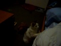 Minnie VS Misterious blanket monster