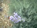 Hummingbird Moth Hummingbird Moth