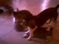 Pepito, Brando jr e Brando sr giocano con la corda (44gg)