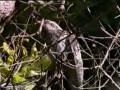 Pallid_Cuckoo_juv.ogg