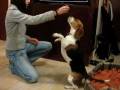 videos de Beagle Milka obediente