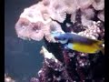 90 gal