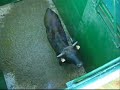 www.ganaderiaelparralejo.com Ganaderia de Toros Bravos