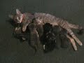 mother cat feeds 8 babies