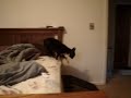 boston terrier fidget sings each morning in protest to having to get up early.