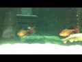 Longfin Serpae Tetra