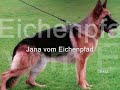NATZ VOM STEIGERHOF : REPRODUCTORES HISTORICOS. NATZ VOM STEIGERHOF : REPRODUCTORES HISTORICOS.