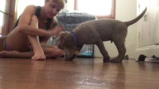 New Puppy in the Mix!