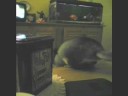 IN MEMORY OF FEBE THE CHINCHILLA IN MEMORY OF FEBE THE CHINCHILLA