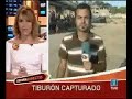 tiburón  gris  capturado en playa tarragona 2007