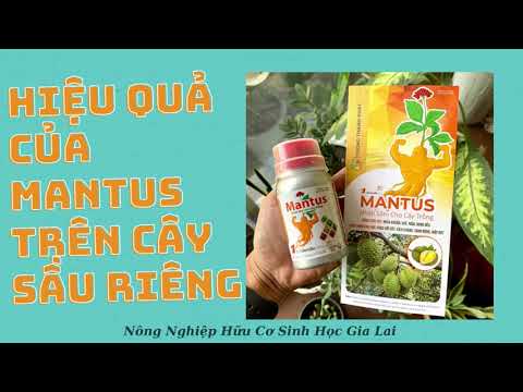 MANTUS - Hiệu quả của MANTUS trên cây sầu riêng và các loại cây trồng khác - 0977.369.060