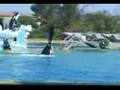 video orque