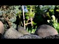 Click here to watch this video Nikon D5100 Movie/Video Test