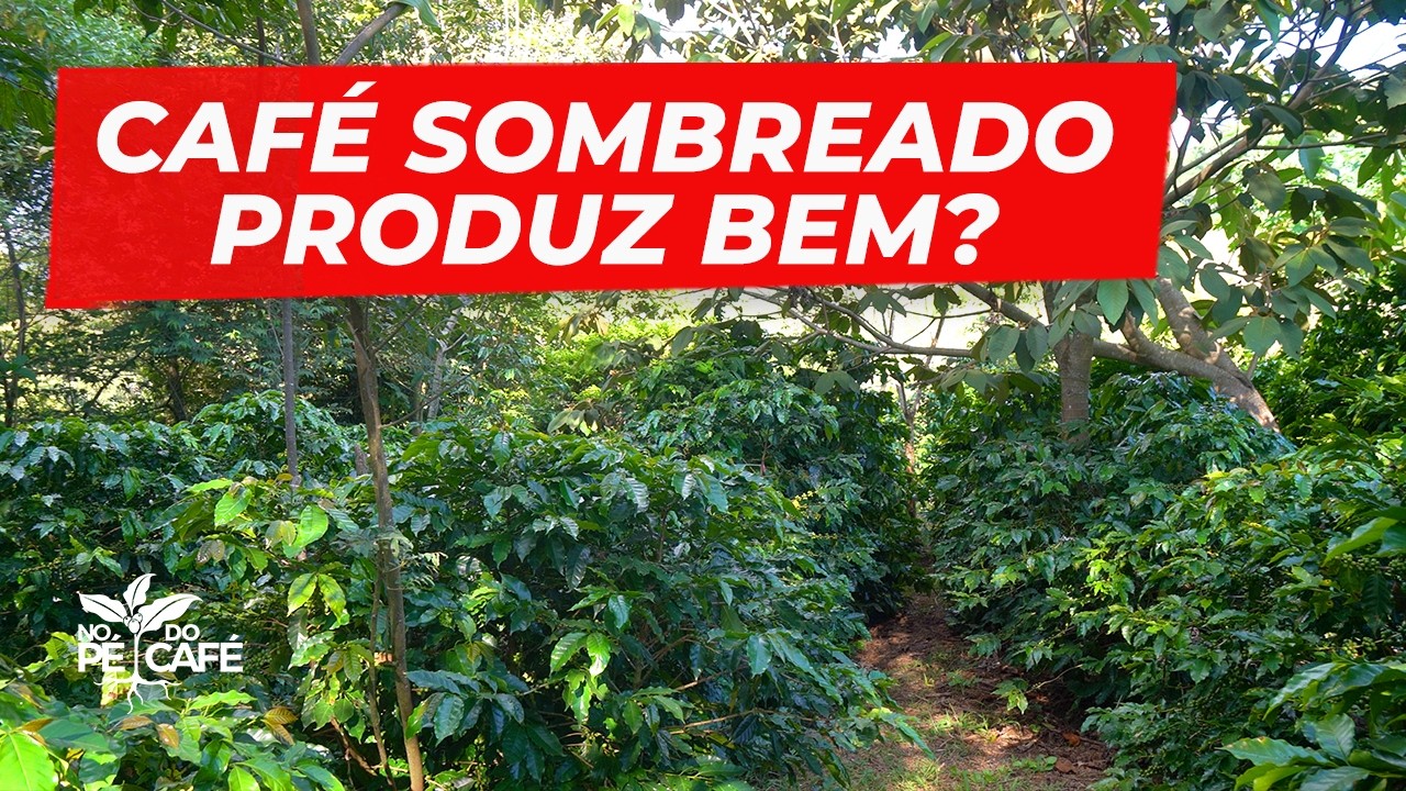 Café no sistema de Agrofloresta é viavel economicamente? Como é o manejo? Assista até o final que...
