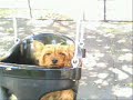 A Day At The Bark A Day At The Bark