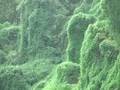 Kudzu: It'll grow on you