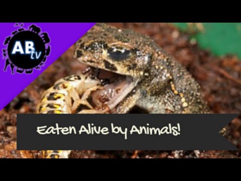 YouTube reptile video