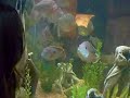 fishy danger