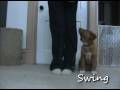 Vito the toller puppy tricks at 12 wks