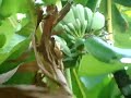 Mpanania Athinas Mpanania Athinas