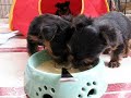 4/29/07 PUP-date