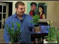 How to Care for House Plants : Where to Put House Plants How to Care for House Plants : Where to Put House Plants