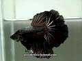 Betta Splendens for sale. Price : $30 (exclude shipping fee) Type : Halfmoon ,Singletail Gender : Male Contact : greatbetta@hotmail.com I shipped worldwide , please contact me. Guaranteed DOA (Dead on arrival). I will refund money to buyer(exclude shipping fee) or replace new fish and buyer pay re-shipping fee to me.