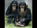 Chimp