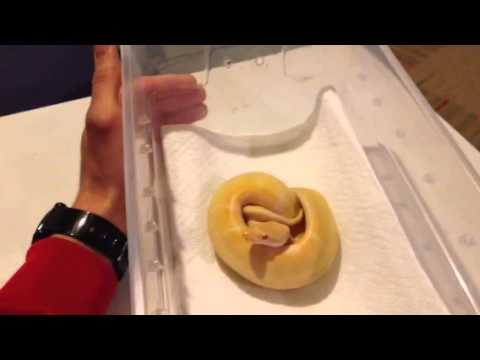 how to properly pick up a ball python