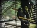videos de Love Bird Coming - 1976 (short version)