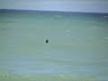 Surfing Margarita4x4 David.swf