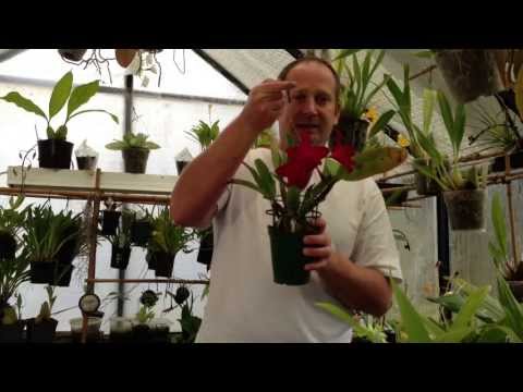 how to grow orchids