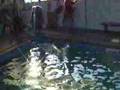 OBay Shelties Swimming