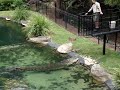 Crocodilo Australiano Crocodilo Australiano